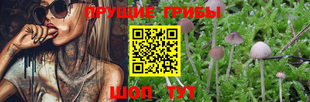наркота  Псилоцибиновые грибы Psilocybine cubensis  Вход с VPN  Галлюциногенные грибы MAGIC MUSHROOMS  Рубцовск 